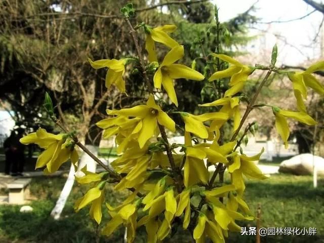 干货 |花境设计常用60多种植物介绍