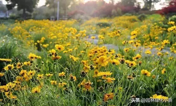 干货 |花境设计常用60多种植物介绍
