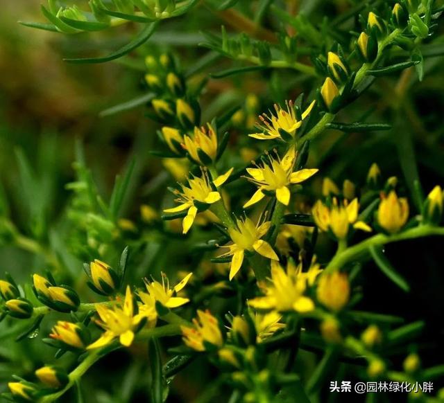 干货 |花境设计常用60多种植物介绍