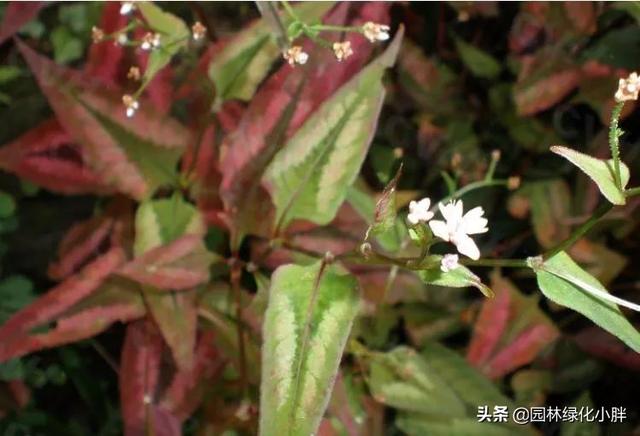 干货 |花境设计常用60多种植物介绍