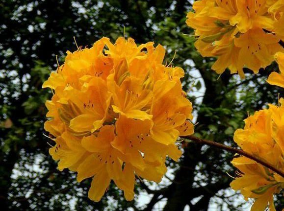 乳黄杜鹃枝繁叶茂，花中西施绮丽多姿