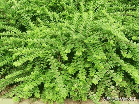 干货 |花境设计常用60多种植物介绍