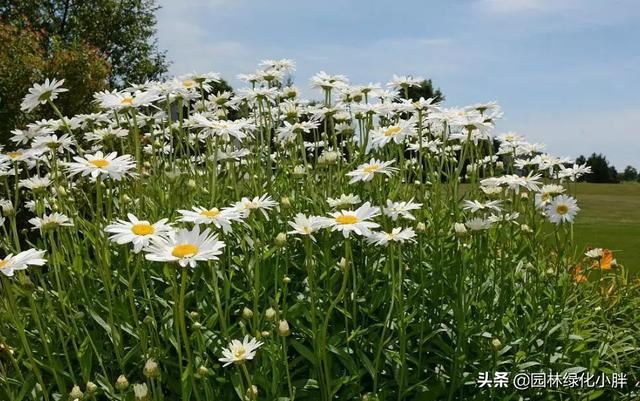 干货 |花境设计常用60多种植物介绍