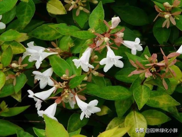 干货 |花境设计常用60多种植物介绍