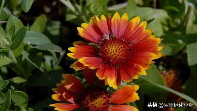 干货 |花境设计常用60多种植物介绍