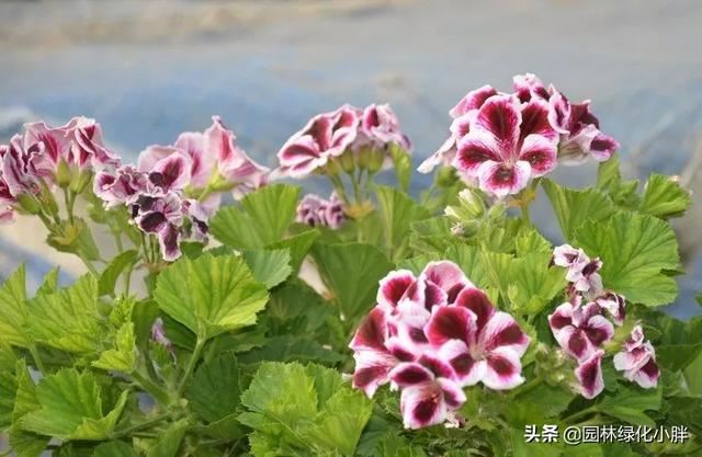 干货 |花境设计常用60多种植物介绍
