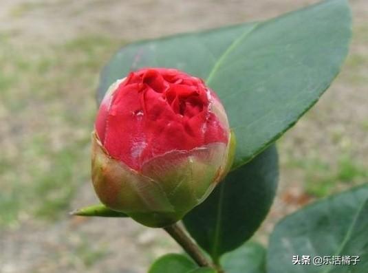 山茶花，曼陀罗，寒冷中的花卉，如何养护才能花期更久更美