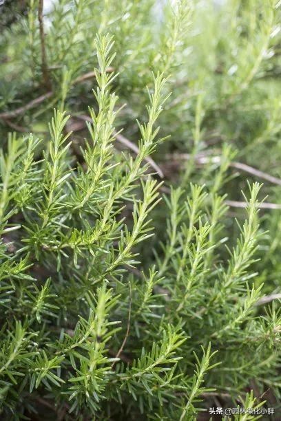 干货 |花境设计常用60多种植物介绍