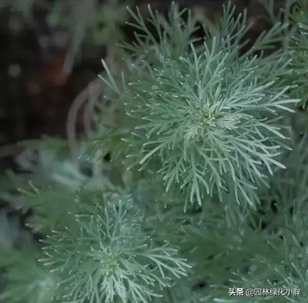干货 |花境设计常用60多种植物介绍