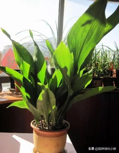 干货 |花境设计常用60多种植物介绍