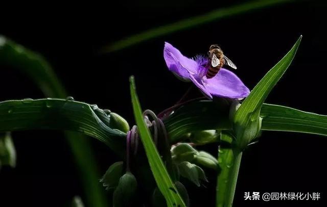 干货 |花境设计常用60多种植物介绍