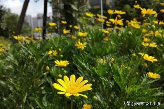 干货 |花境设计常用60多种植物介绍