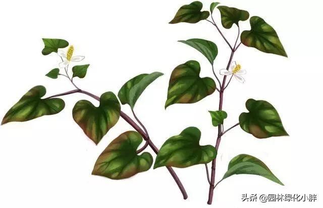 干货 |花境设计常用60多种植物介绍