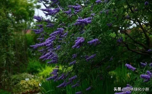 干货 |花境设计常用60多种植物介绍