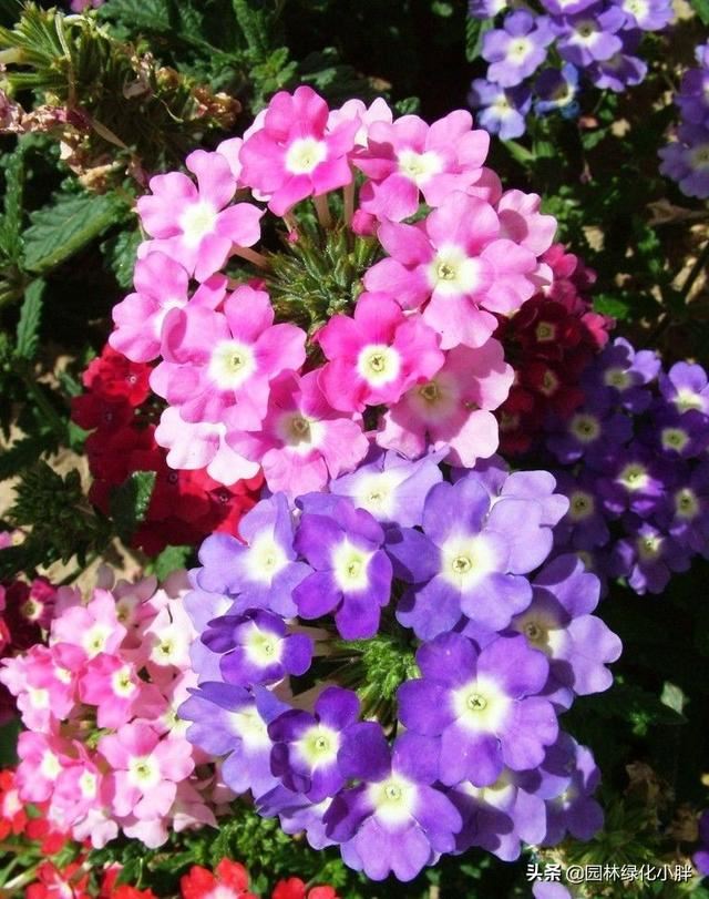 干货 |花境设计常用60多种植物介绍