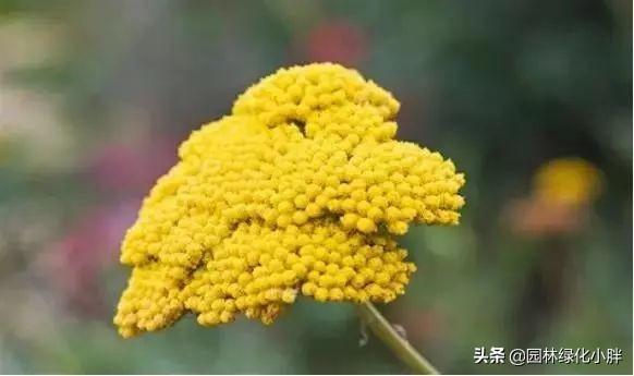 干货 |花境设计常用60多种植物介绍