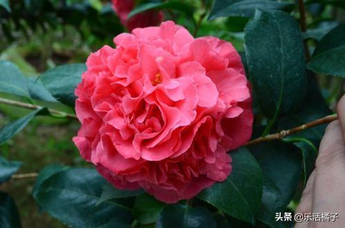 山茶花，曼陀罗，寒冷中的花卉，如何养护才能花期更久更美