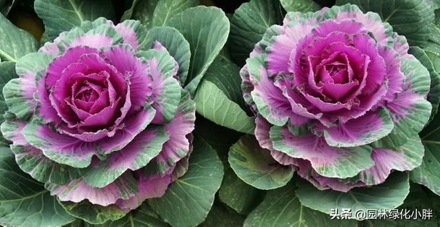 干货 |花境设计常用60多种植物介绍