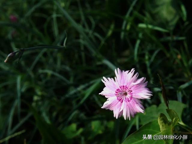 干货 |花境设计常用60多种植物介绍