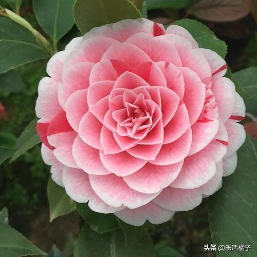 山茶花，曼陀罗，寒冷中的花卉，如何养护才能花期更久更美