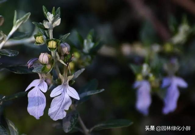干货 |花境设计常用60多种植物介绍