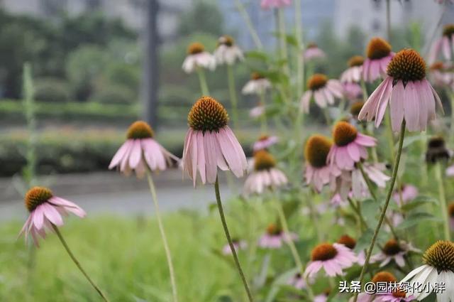 干货 |花境设计常用60多种植物介绍