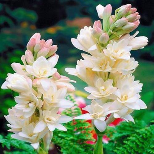 认识球根花卉——晚香玉吗？如此栽培，就能花开连年，香飘四季