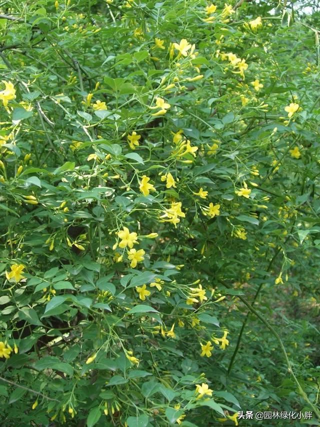 干货 |花境设计常用60多种植物介绍