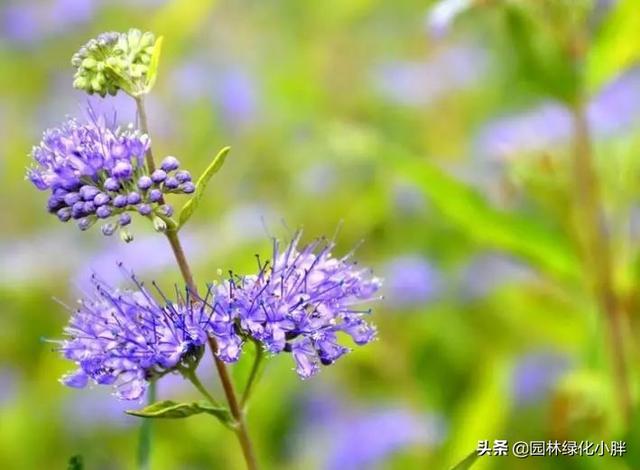 干货 |花境设计常用60多种植物介绍
