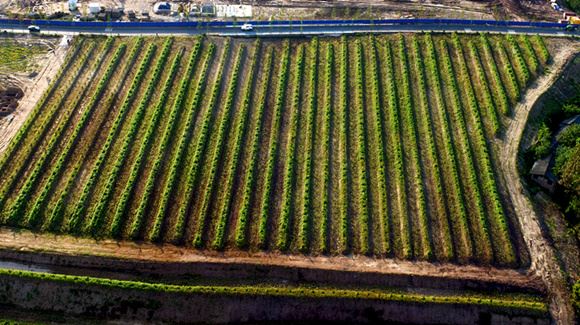 重庆今年头两月完成营造林87万亩　69个林场复工