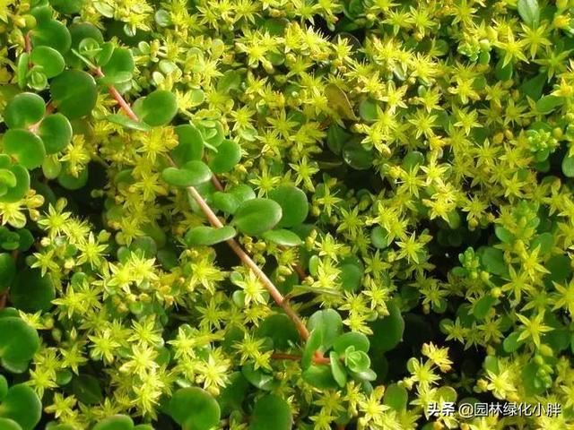 干货 |花境设计常用60多种植物介绍