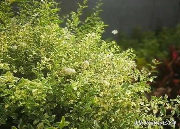 干货 |花境设计常用60多种植物介绍