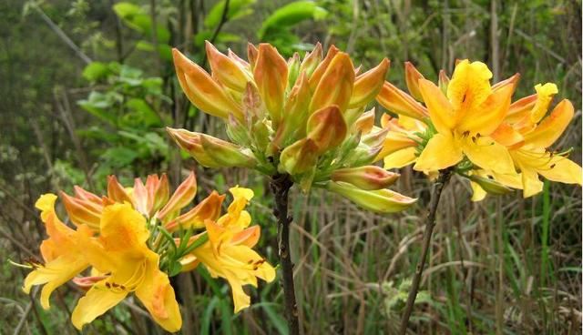 乳黄杜鹃枝繁叶茂，花中西施绮丽多姿