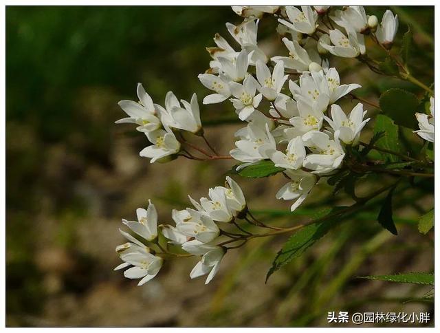 干货 |花境设计常用60多种植物介绍