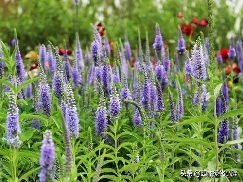 干货 |花境设计常用60多种植物介绍