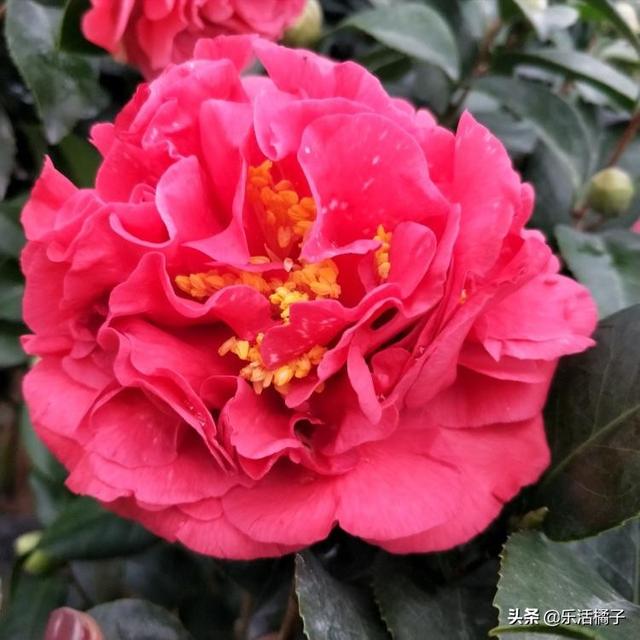 山茶花，曼陀罗，寒冷中的花卉，如何养护才能花期更久更美