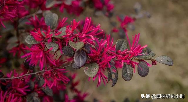 干货 |花境设计常用60多种植物介绍