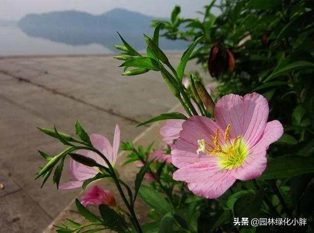 干货 |花境设计常用60多种植物介绍