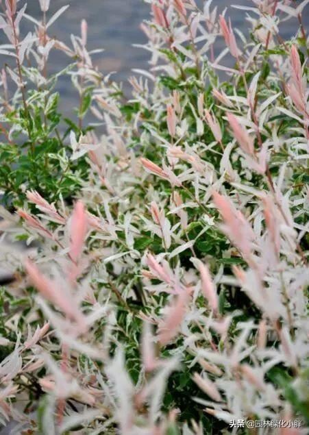 干货 |花境设计常用60多种植物介绍