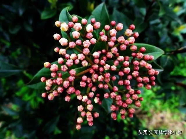 干货 |花境设计常用60多种植物介绍