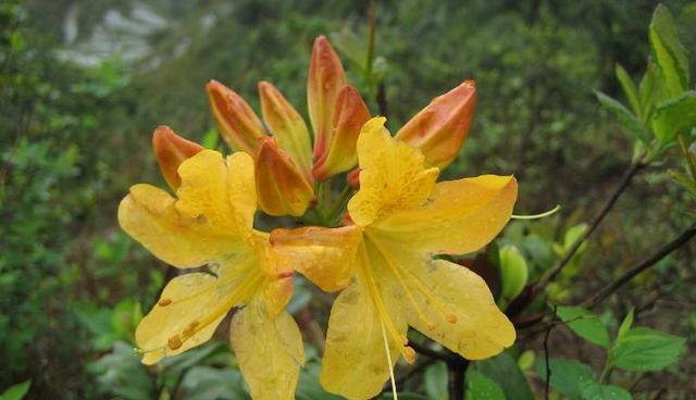 乳黄杜鹃枝繁叶茂，花中西施绮丽多姿