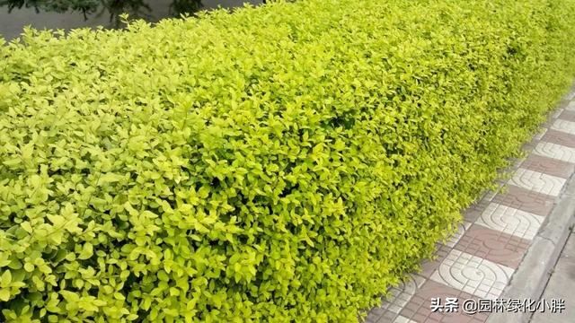 干货 |花境设计常用60多种植物介绍