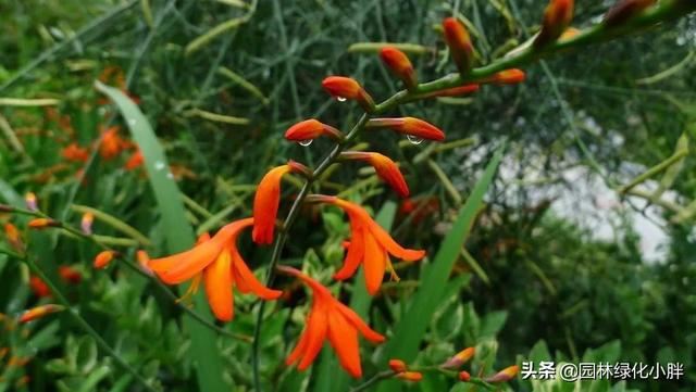 干货 |花境设计常用60多种植物介绍