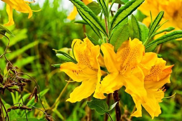 乳黄杜鹃枝繁叶茂，花中西施绮丽多姿