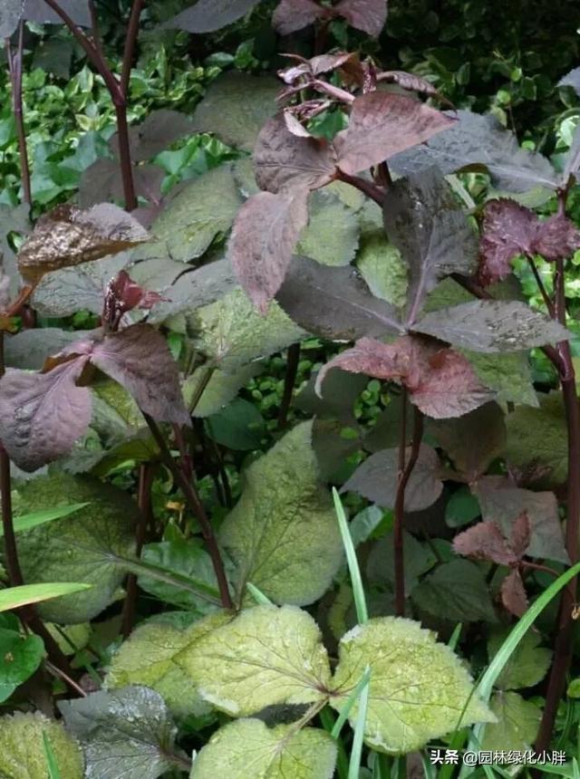 干货 |花境设计常用60多种植物介绍