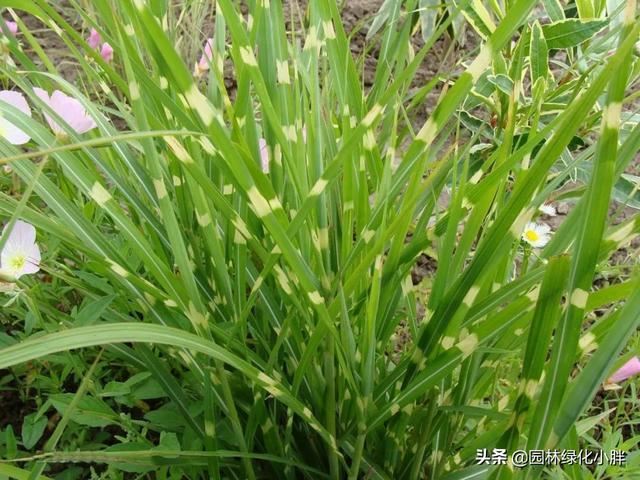 干货 |花境设计常用60多种植物介绍