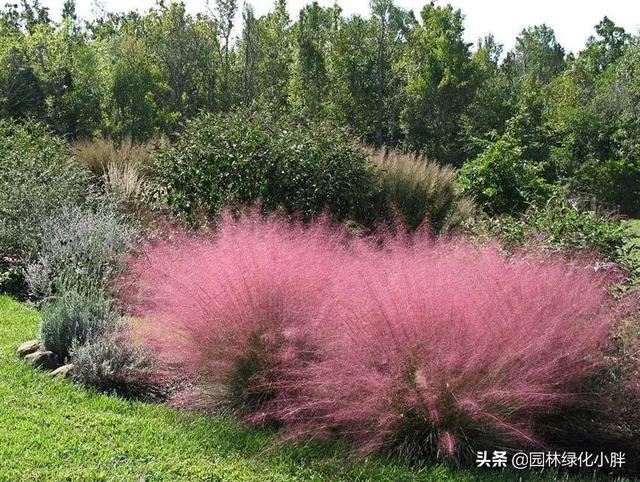干货 |花境设计常用60多种植物介绍