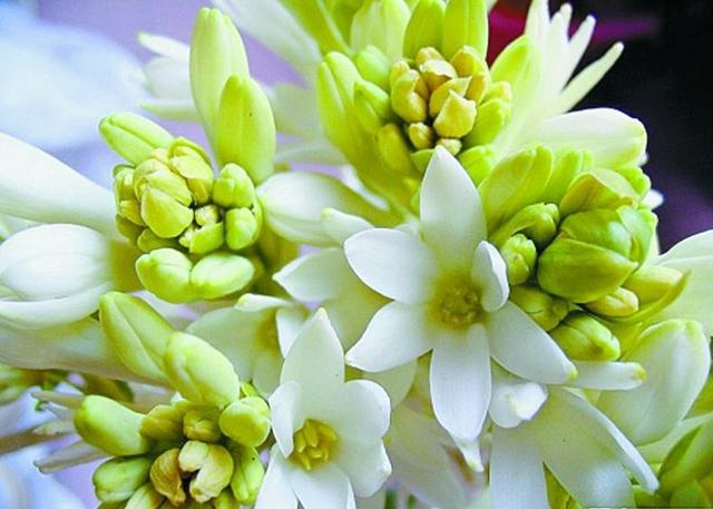 认识球根花卉——晚香玉吗？如此栽培，就能花开连年，香飘四季
