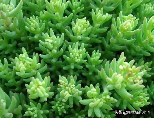 干货 |花境设计常用60多种植物介绍