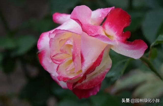 干货 |花境设计常用60多种植物介绍